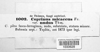 Coprinellus micaceus image